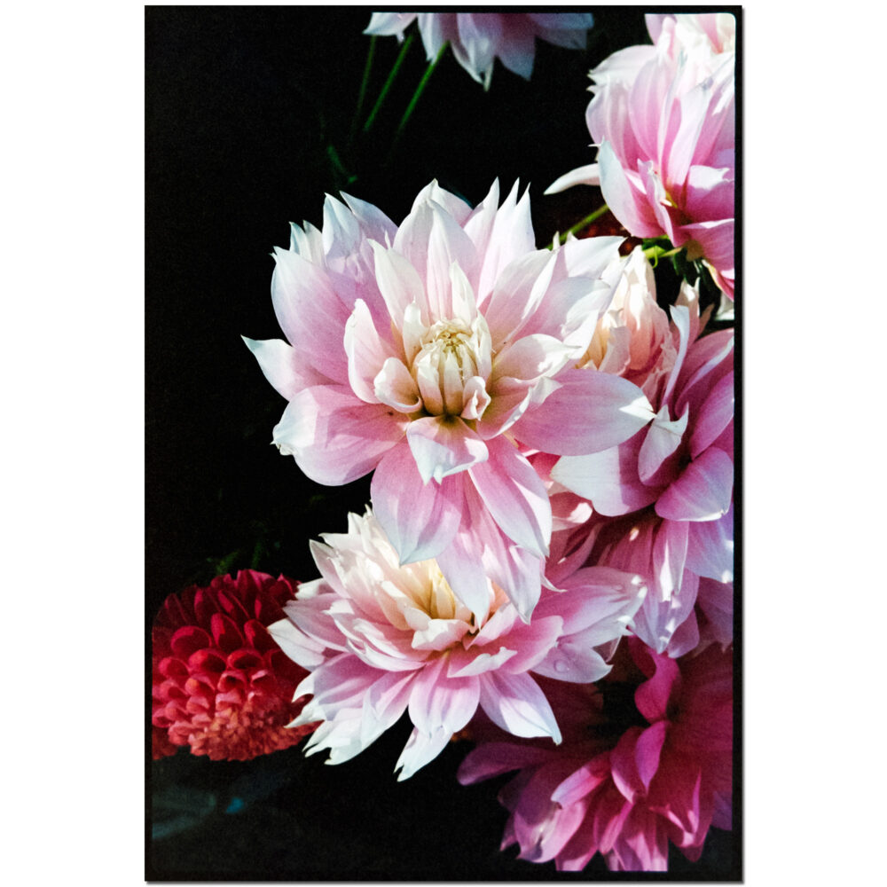 Pink Delights