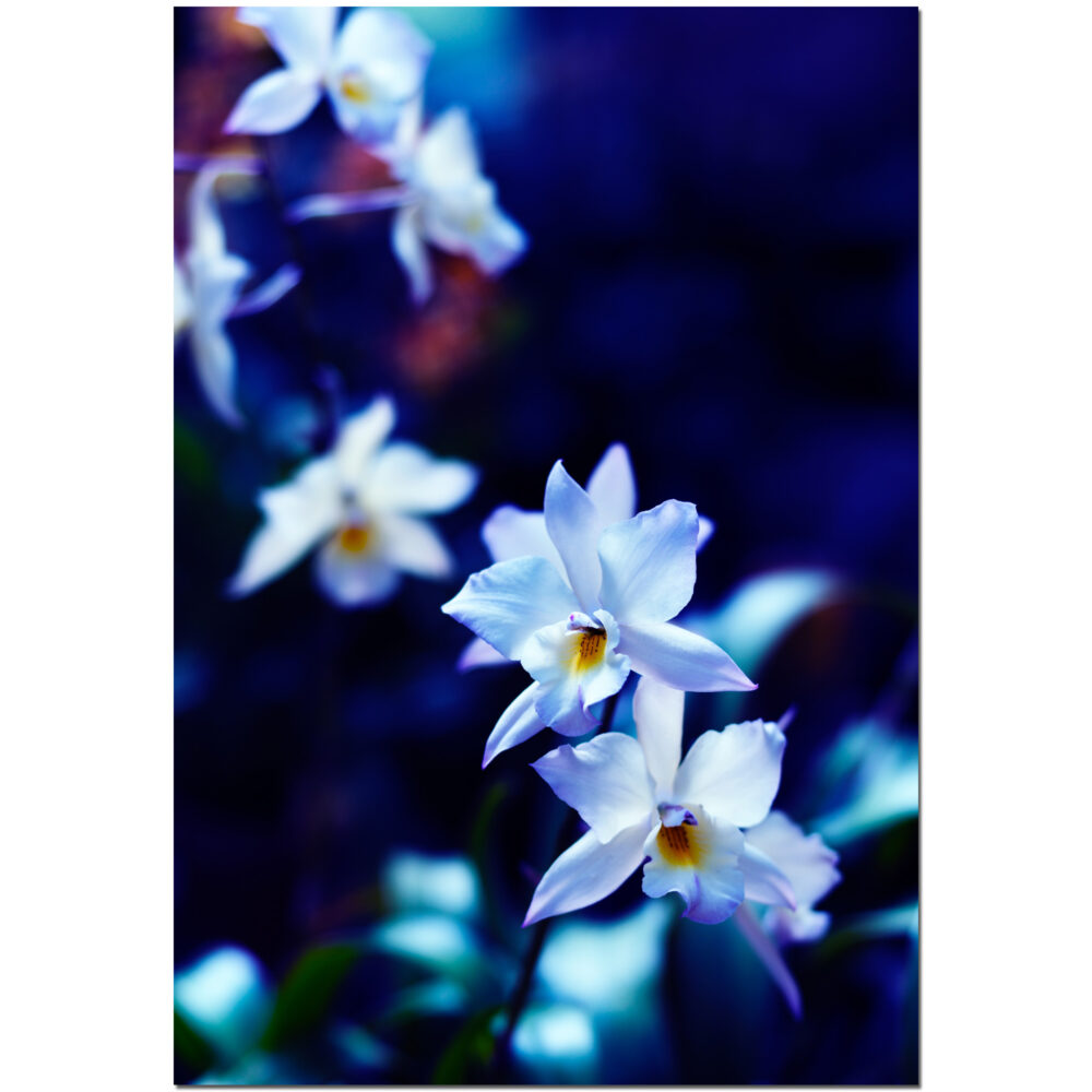 Blossoms in Blue