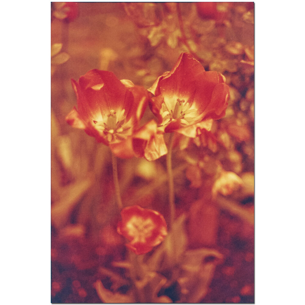 Rusted Red
