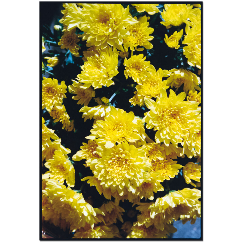 Daisy Delight