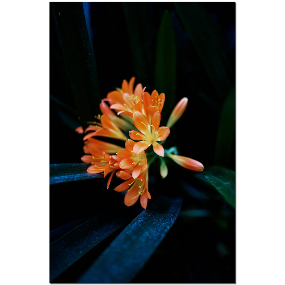 Blossoming Orange