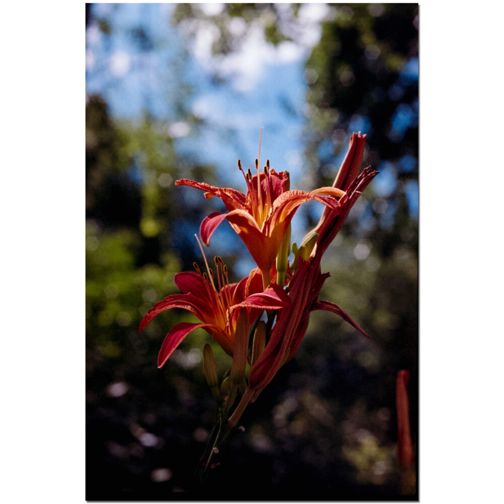 Reaching Lilies