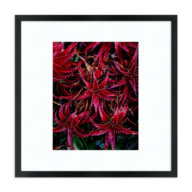 Red Desert Stars