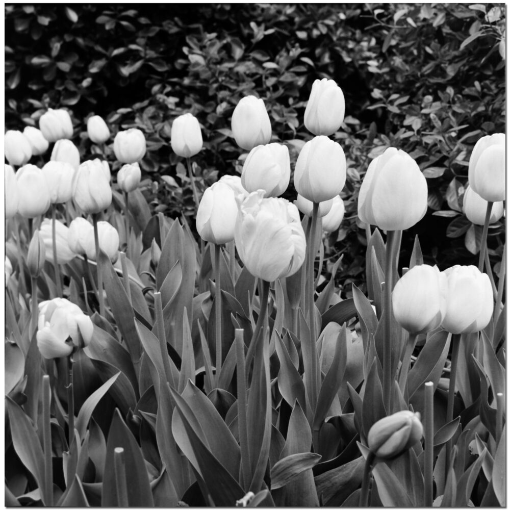 Tulips