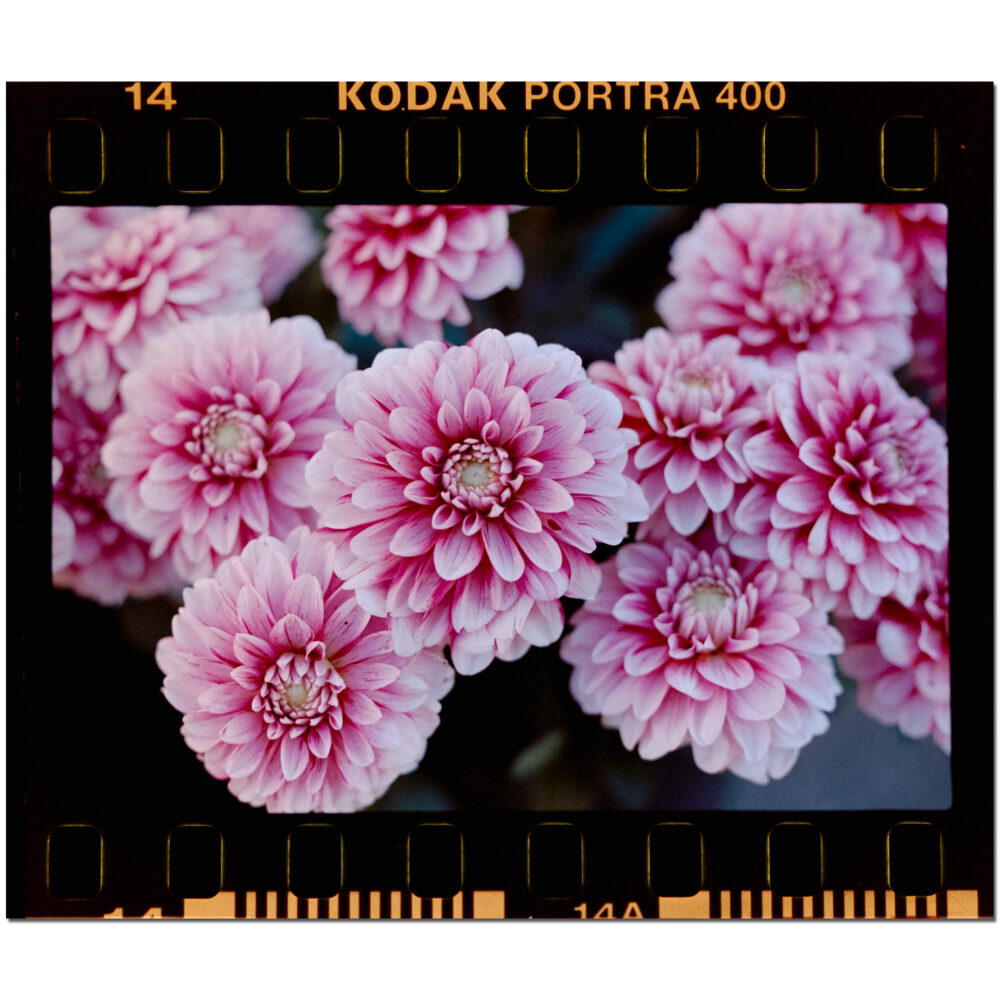 Chrysanthemums