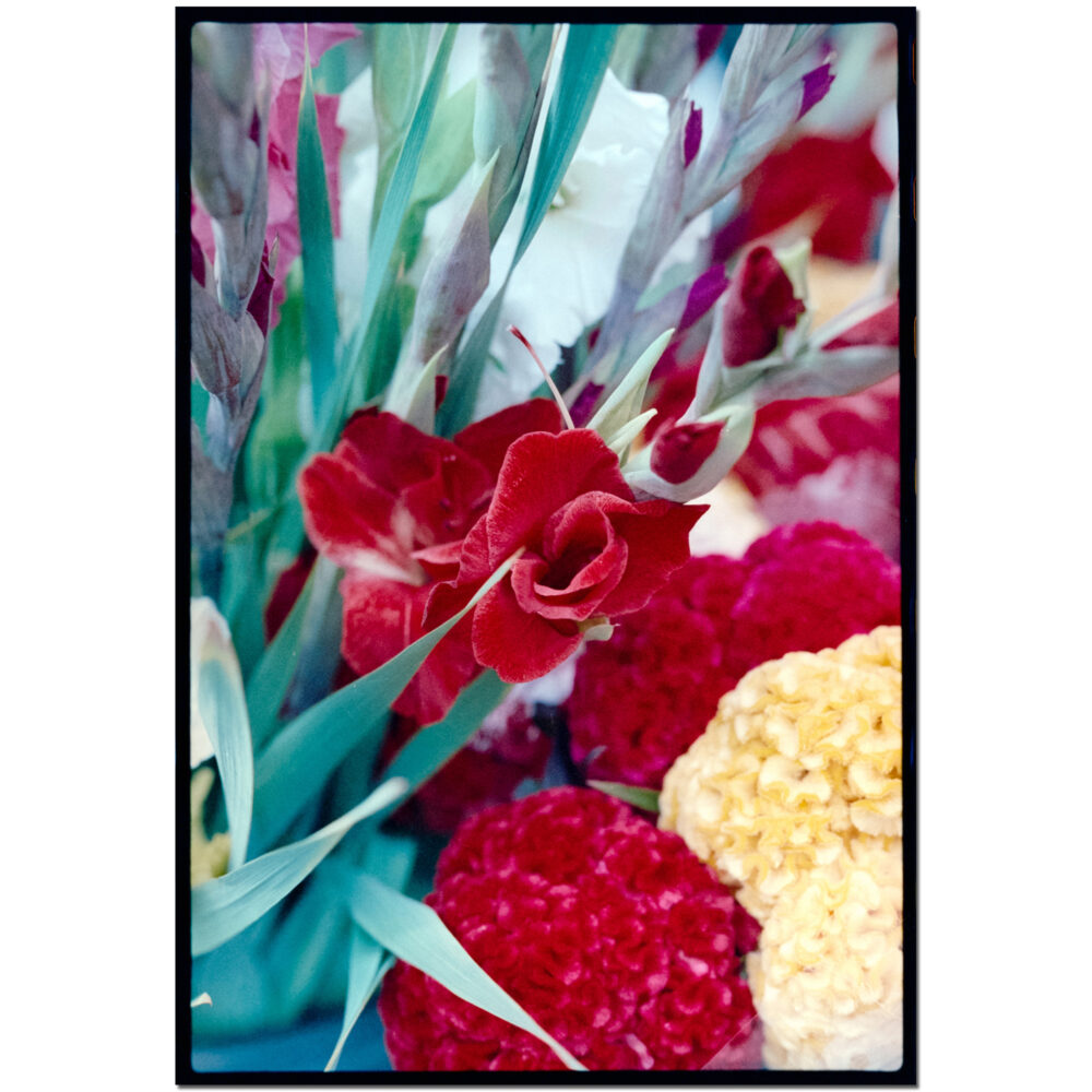 Talking Gladiolus