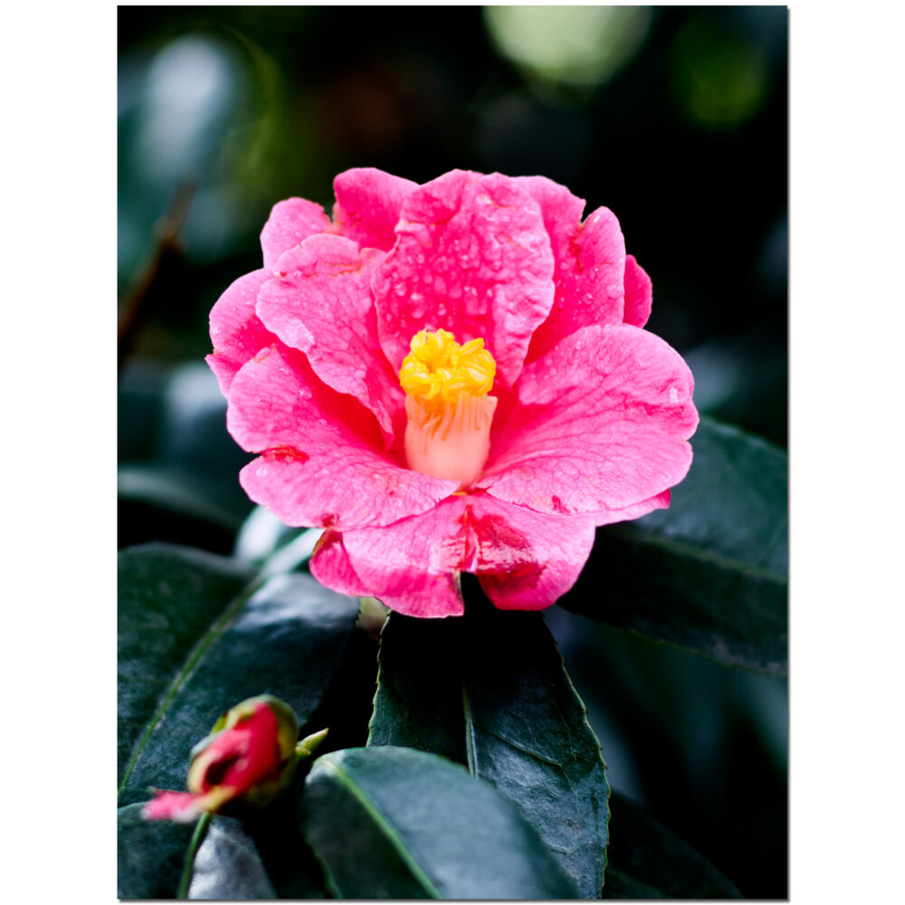 Pink Perfection
