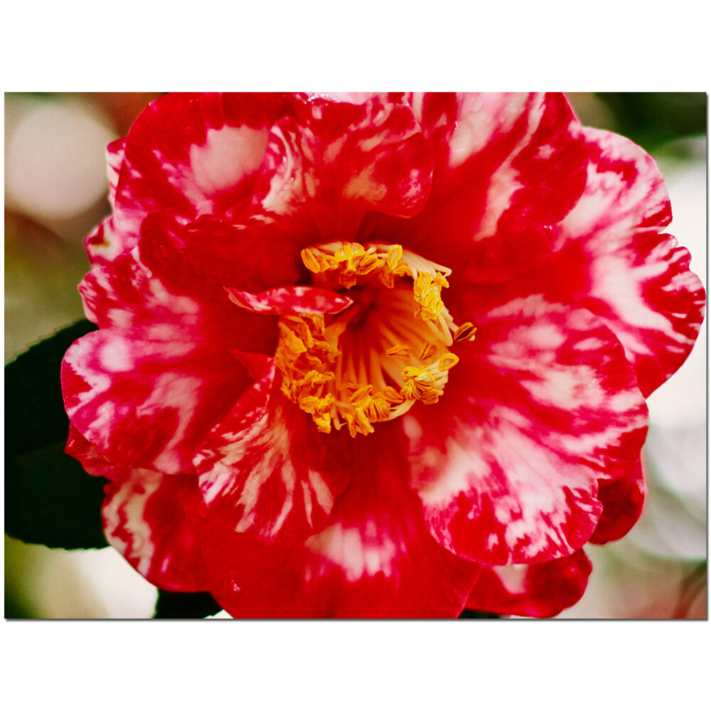 Pollen