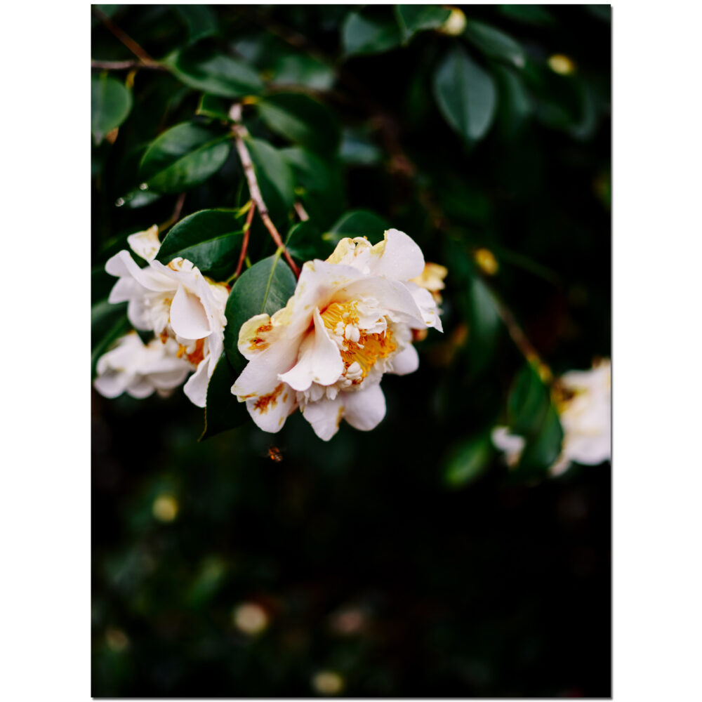 White Blossom