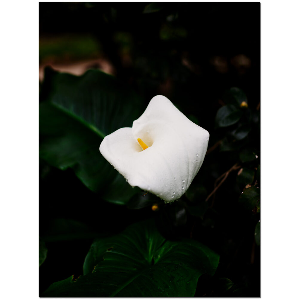 Orchid