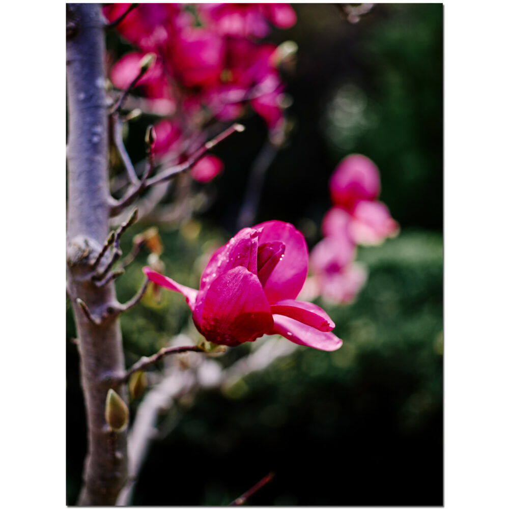 Cherry Blossom
