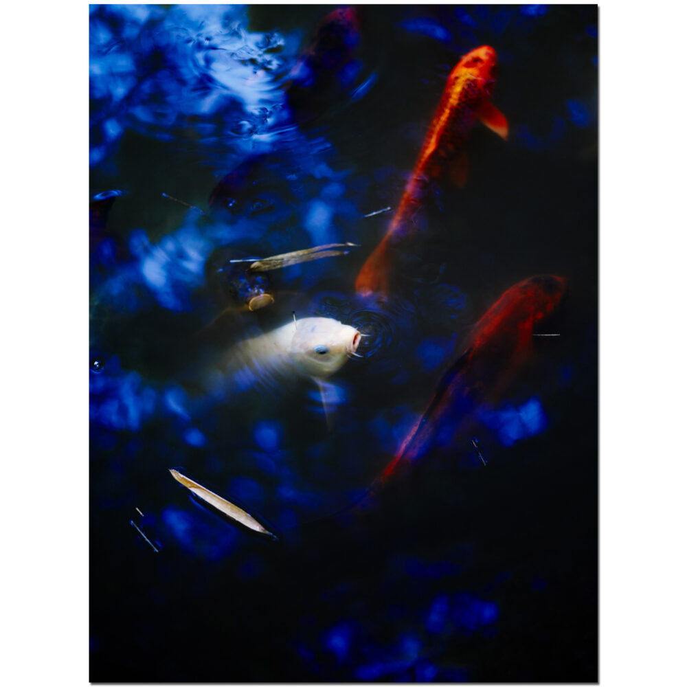 Koi Mustache