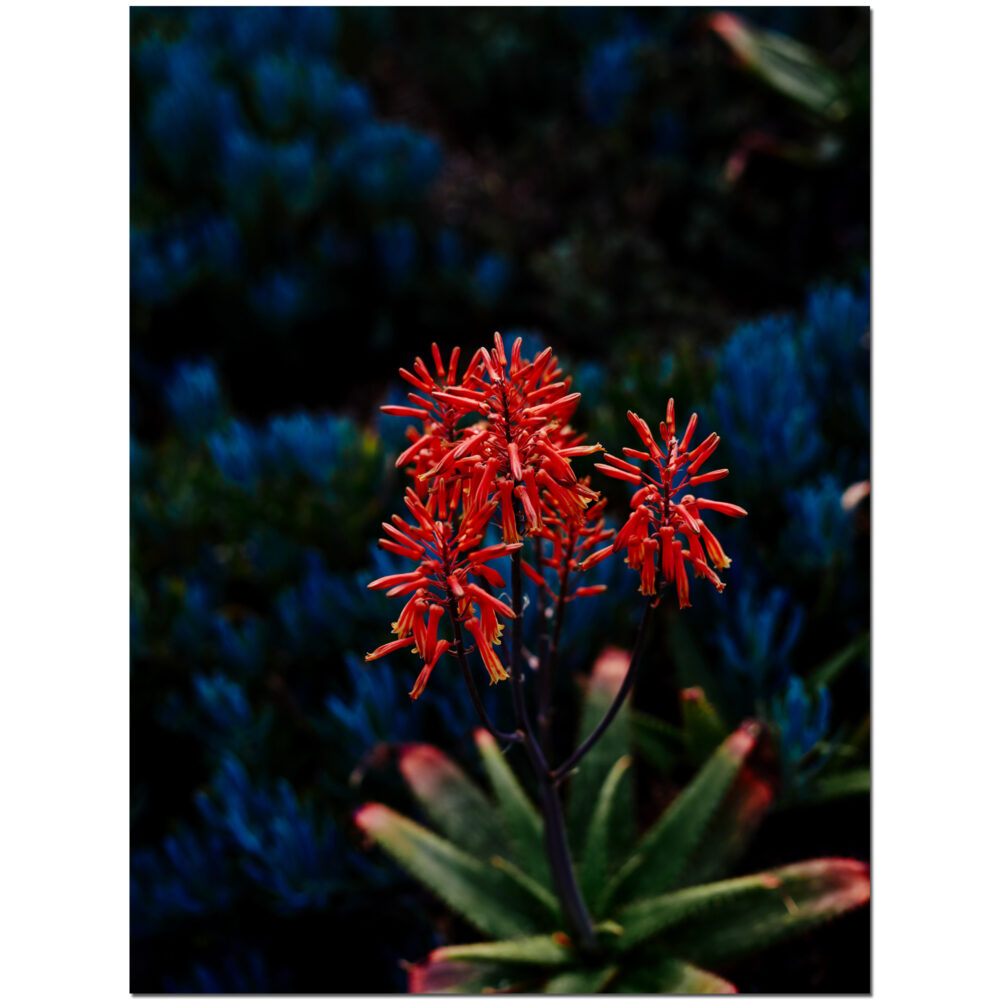 Red Quartet