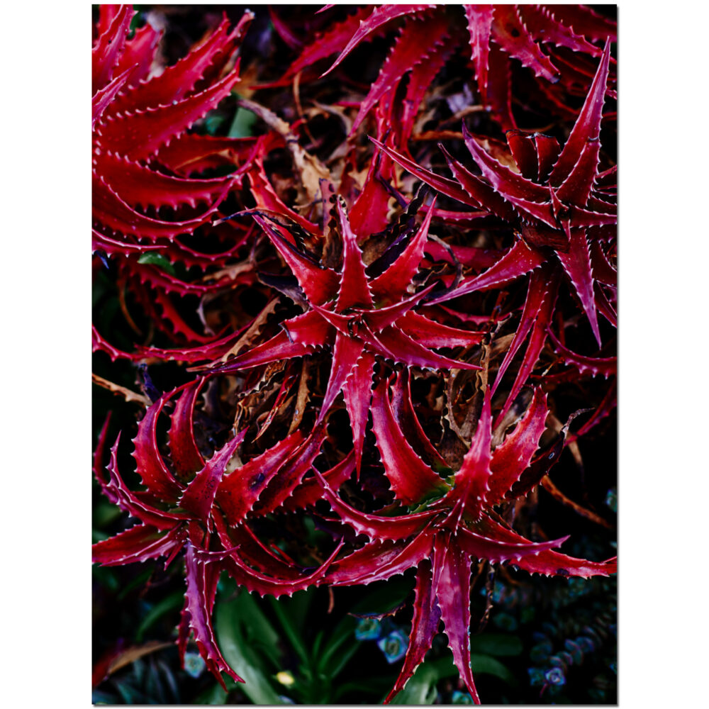 Red Desert Stars