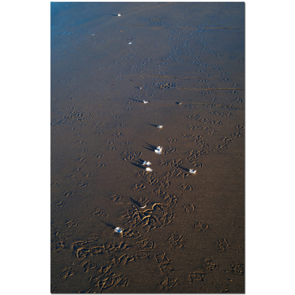 Feather Walk